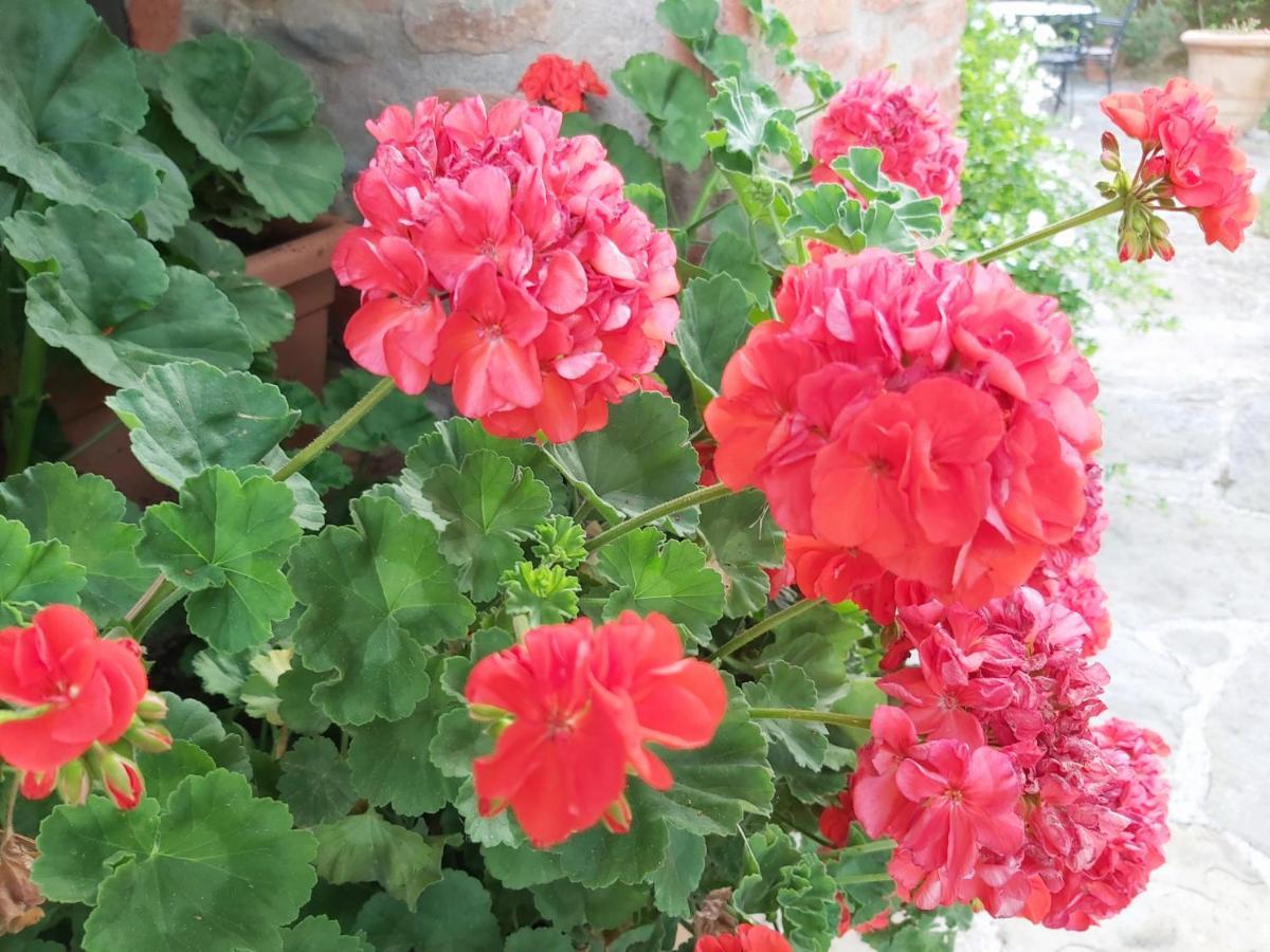 Villa Toscana La Mucchia 코르토나 외부 사진