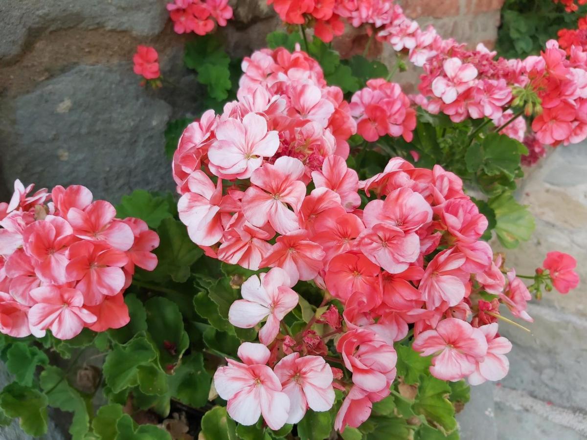 Villa Toscana La Mucchia 코르토나 외부 사진